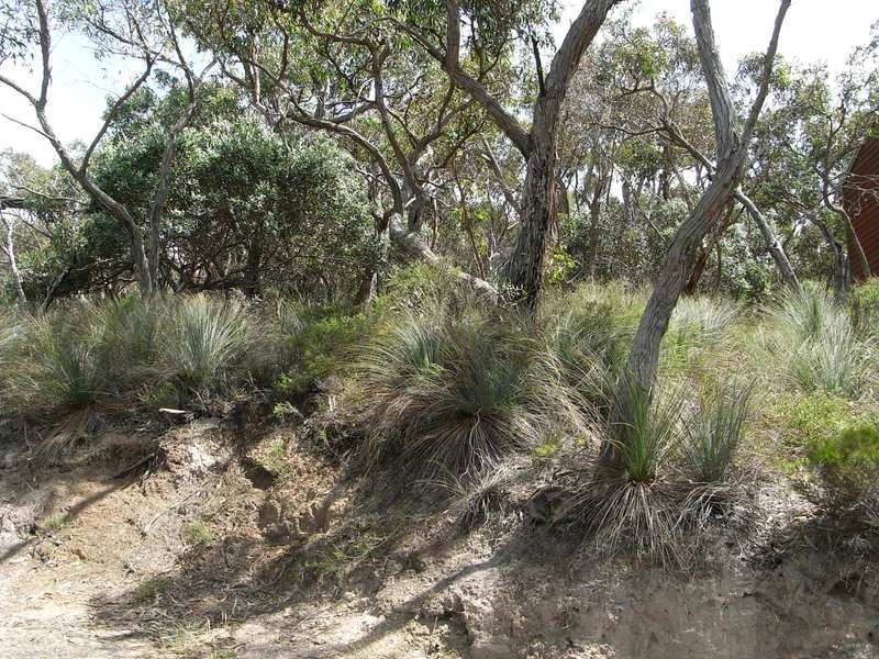 40 Niblick Street, Anglesea VIC 3230