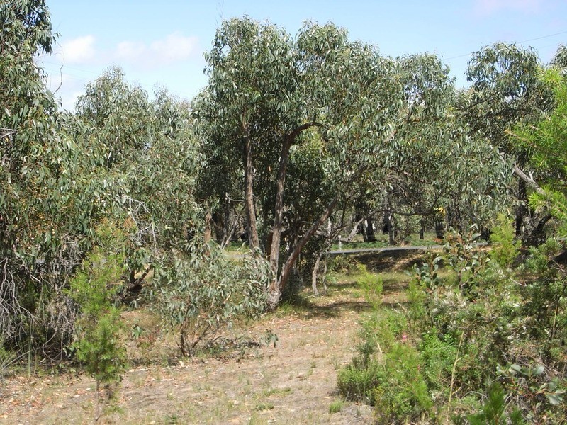 39 and 41 Second Avenue, Anglesea VIC 3230
