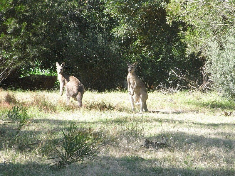5 Foster Street, Anglesea VIC 3230