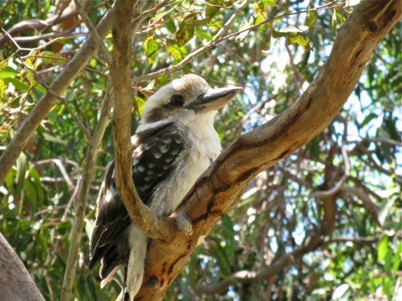 22 Fairway Drive, Anglesea VIC 3230