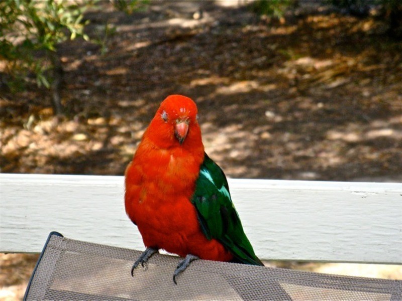 22 Fairway Drive, Anglesea VIC 3230