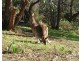 30 Belton Street, Anglesea VIC 3230