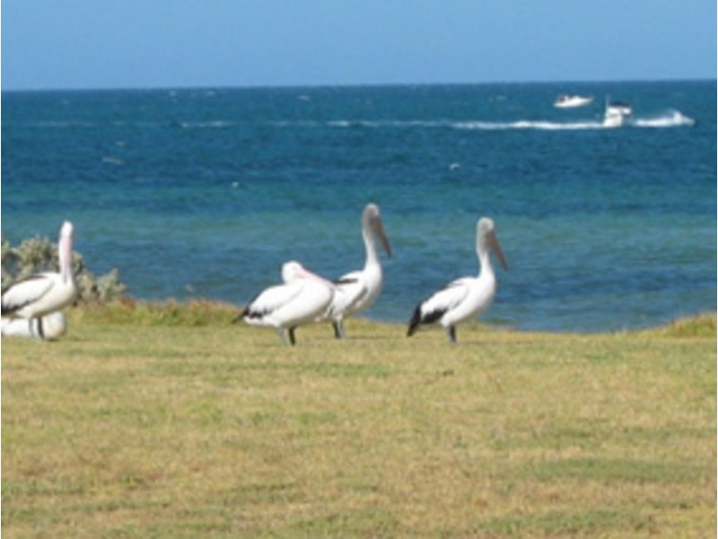 1/15 Nottingham Street, Portarlington VIC 3223