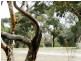 26 Clearwater Drive, Clifton Springs VIC 3222
