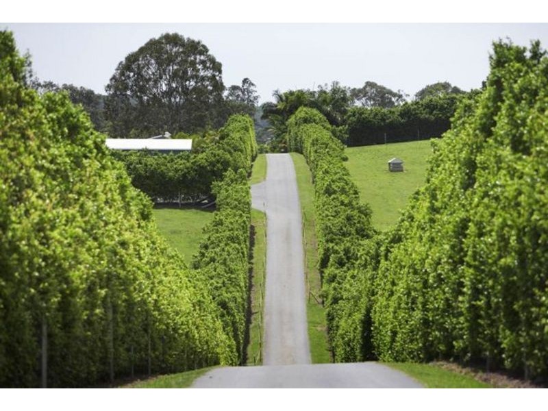 Cooroy Mountain QLD 4563