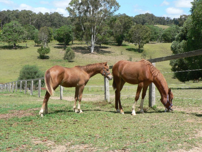 19 flindersea Drive, Cooran QLD 4569