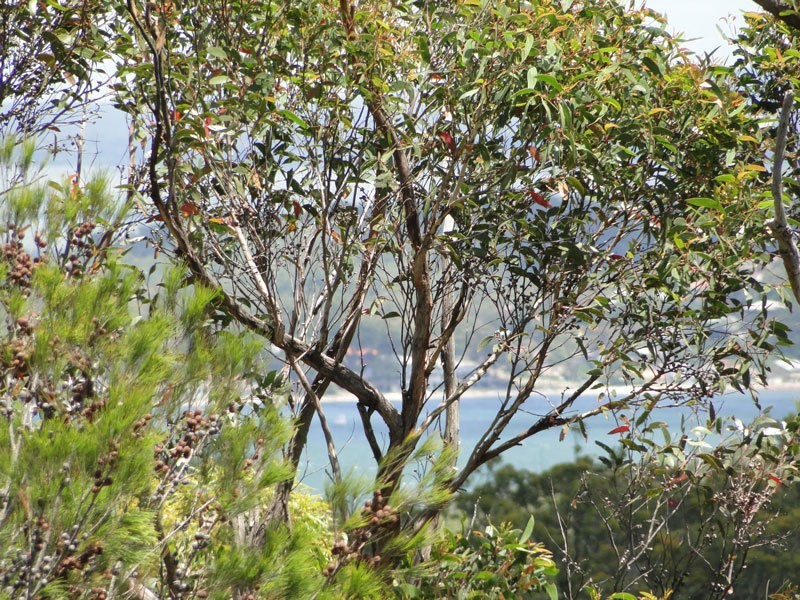 3 Pillinda Court, Nelson Bay NSW 2315