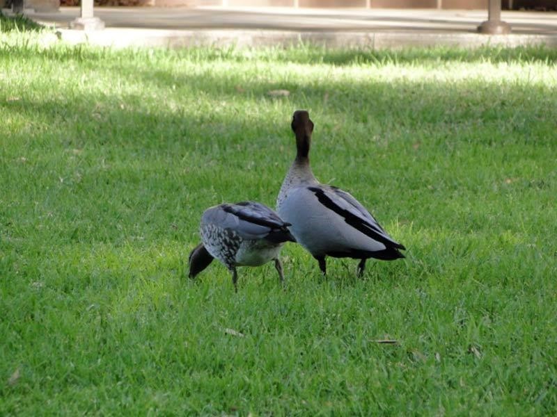 23/2 Gowrie Avenue, Nelson Bay NSW 2315