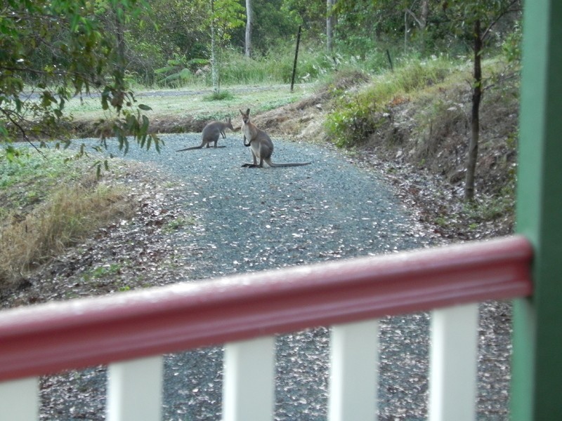 77 Birralee Close, Closeburn QLD 4520
