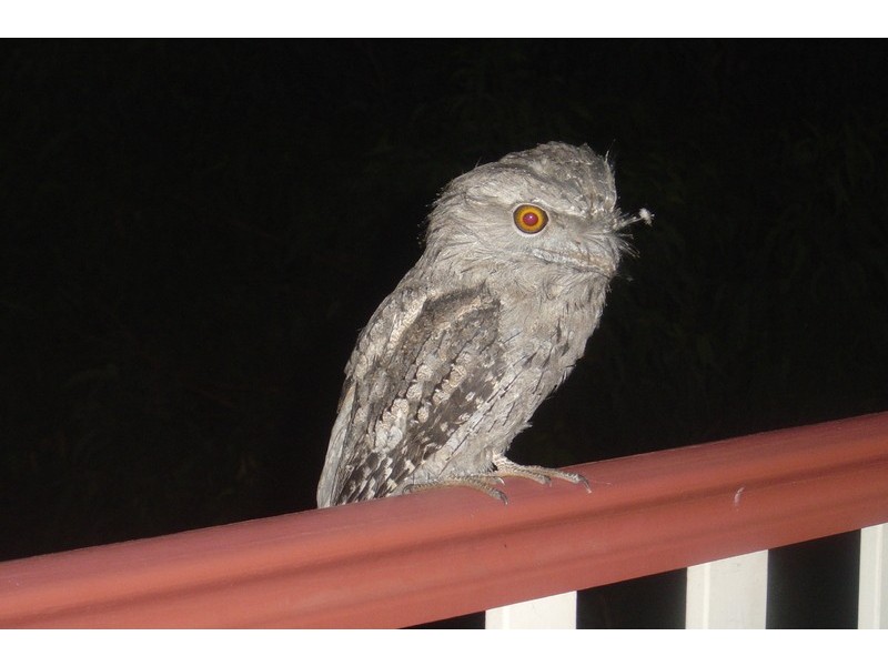 77 Birralee Close, Closeburn QLD 4520