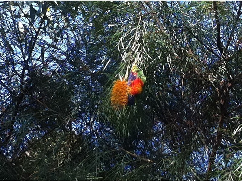 9 Eucalypt Ct, Warner QLD 4500