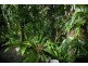 68 MacDonnell Road, Eagle Heights QLD 4271