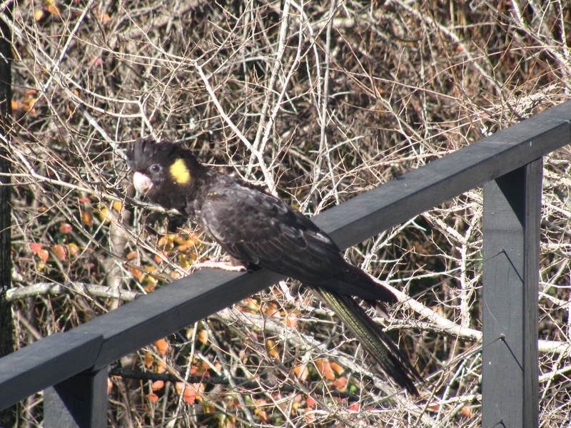 82-84 Warks Hill Road, Kurrajong Heights NSW 2758