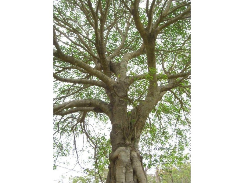 51A Greenmount Ct, Samford QLD 4520