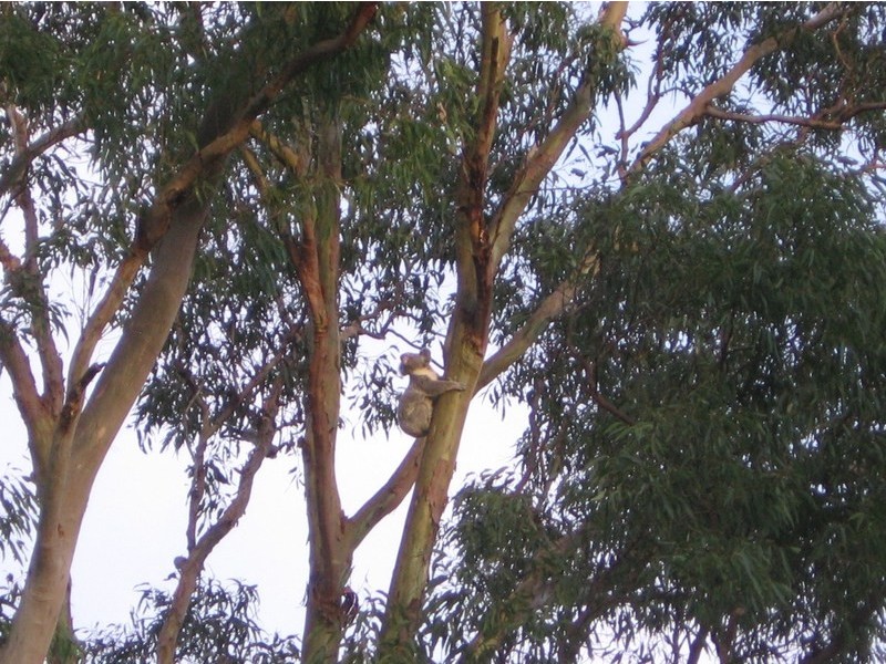 14 Retreat Court, Bunya QLD 4055