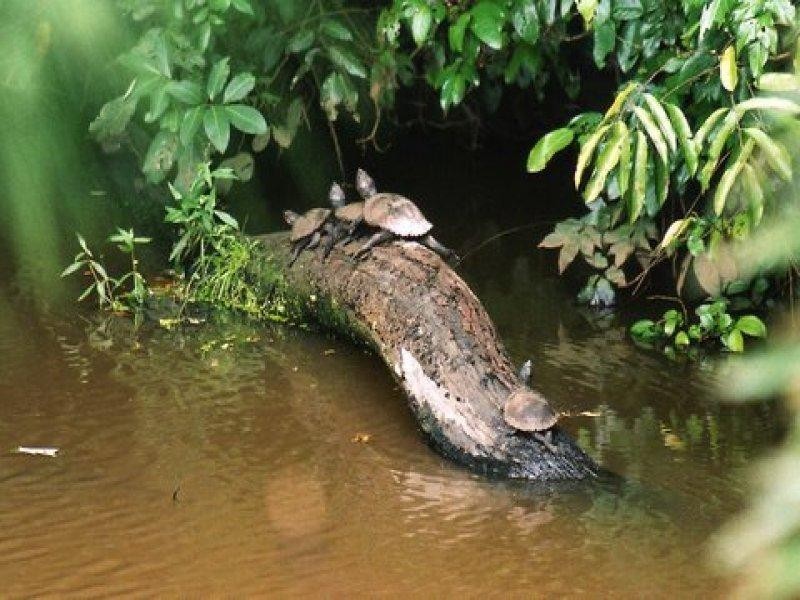 150 Mather Road, Yungaburra QLD 4884