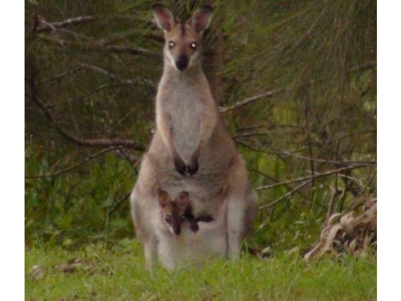 78 Birralee Close, Samford QLD 4520