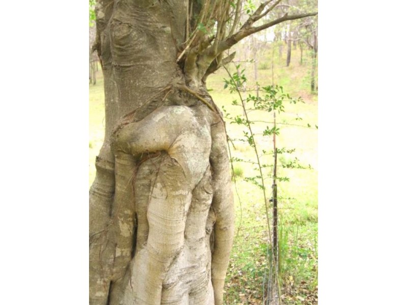 51 Greenmount Court, Samford QLD 4520