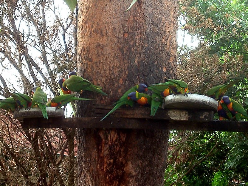 77 Goman St, Sunnybank Hills QLD 4109