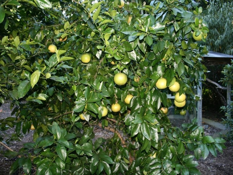 115 Wust Rd, Doonan QLD 4562