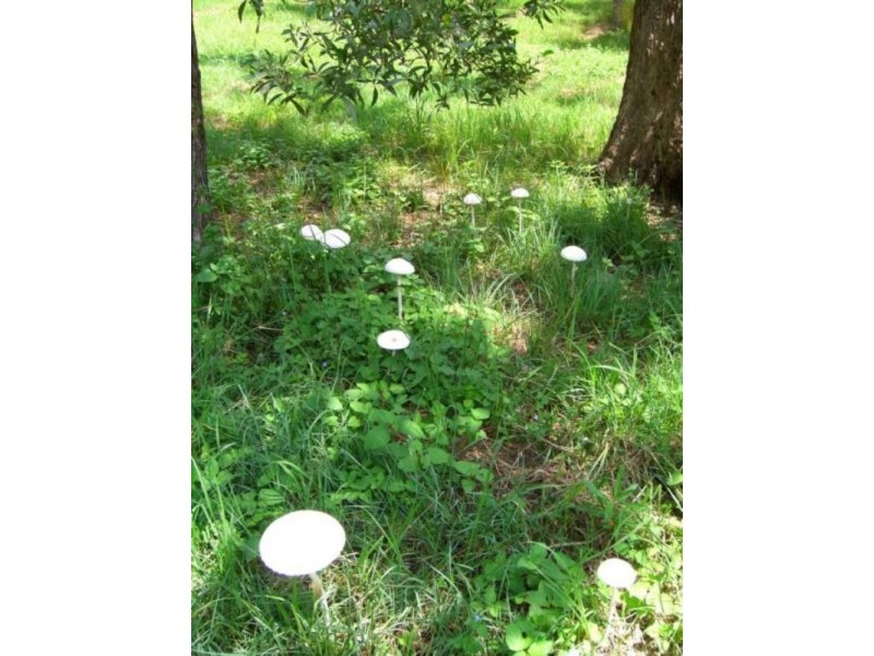 Mount Samson QLD 4520