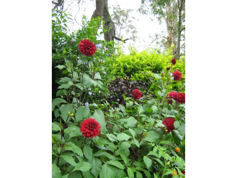 25 Maximir St, Greenbank QLD 4124