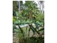 8 Andros Street, Chapel Hill QLD 4069
