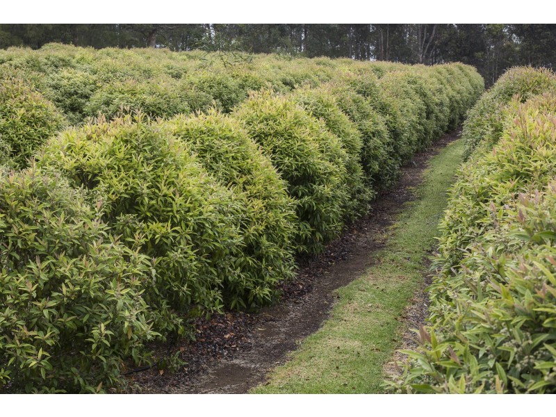 233 Piggot Martin Rd, Lowlands WA 6330