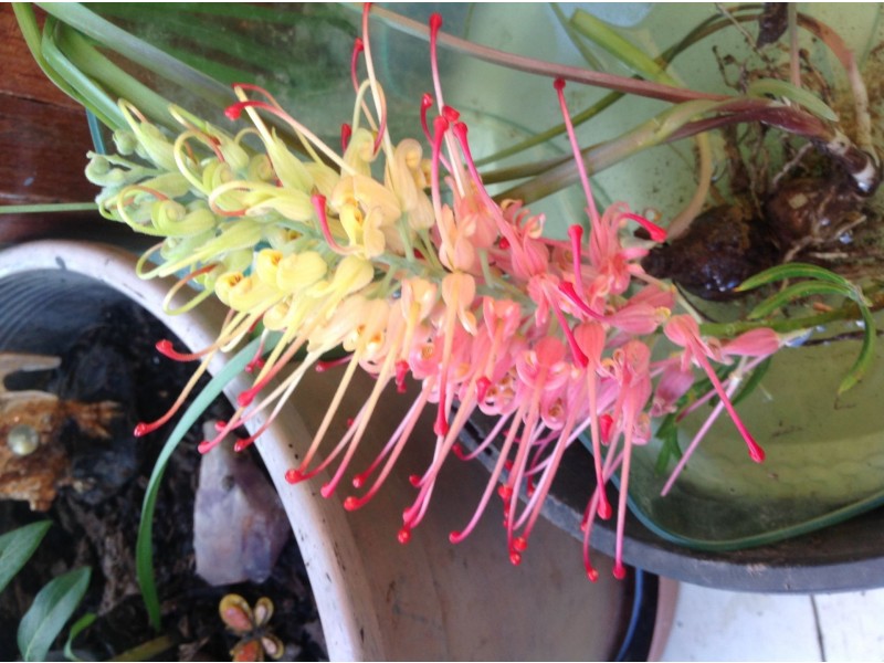 37 Dyraaba Street, Bonalbo NSW 2469