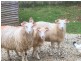 1001 Oldina Road, Oldina TAS 7325