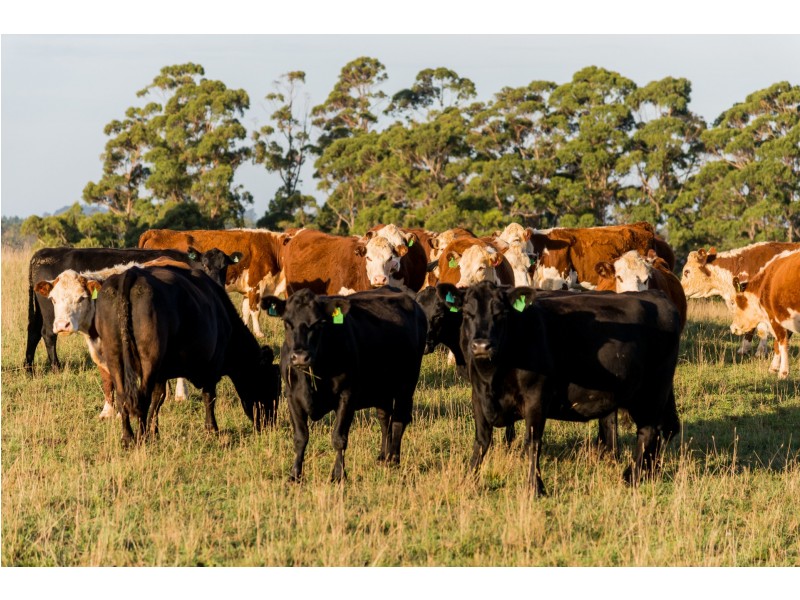 1001 Oldina Road, Oldina TAS 7325