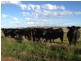 501 Henry Parkes Way, Parkes NSW 2870