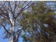 71 Pier Haven, Lamb Island QLD 4184
