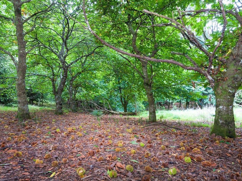 400 Amiets Road, Wyelangta VIC 3237