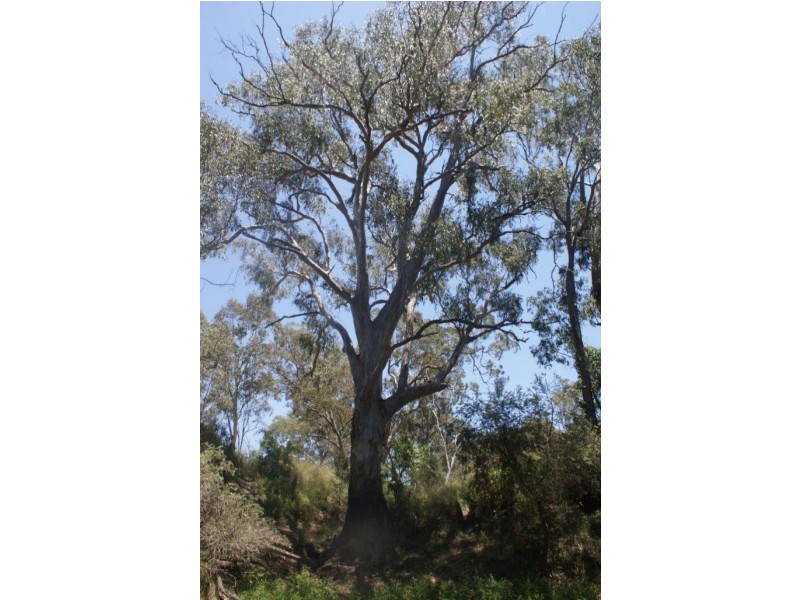 760 Thanes Creek Rd, Thanes Creek QLD 4370