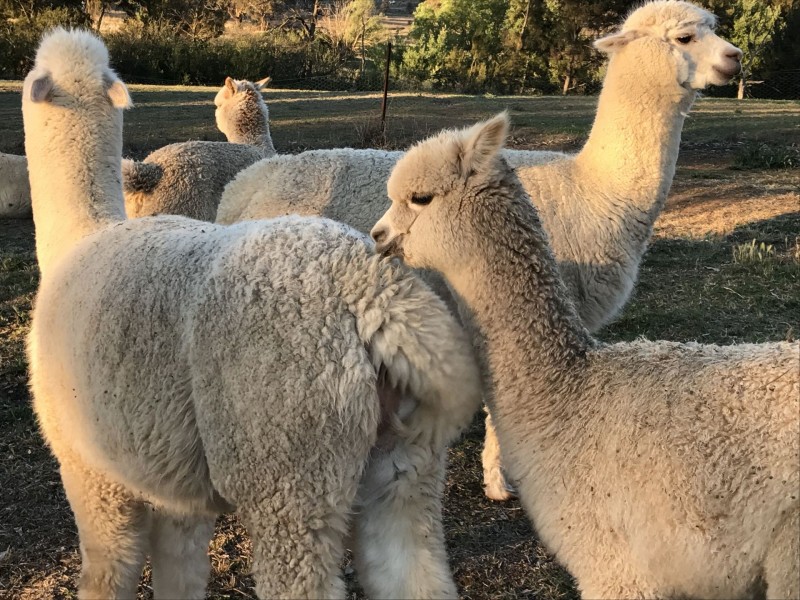 49 Fitzroy St, Bathurst NSW 2795