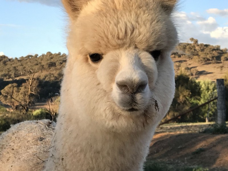 49 Fitzroy St, Bathurst NSW 2795