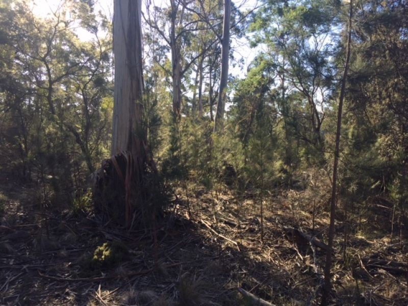 10503 Tasman Highway, Little Swanport TAS 7190