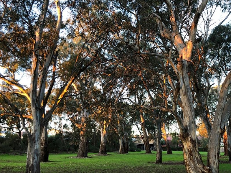 26 Fourth Street, Tranmere SA 5073