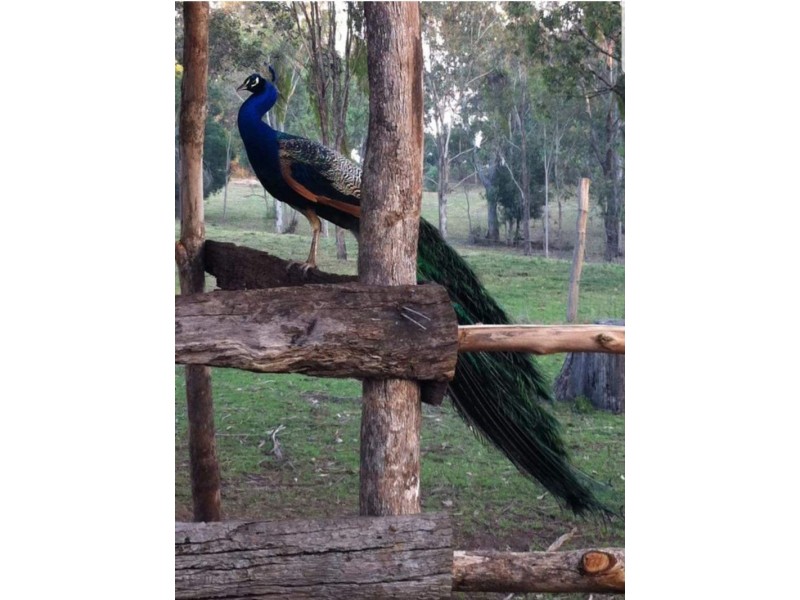 32 Bullcamp rd, Nanango QLD 4615