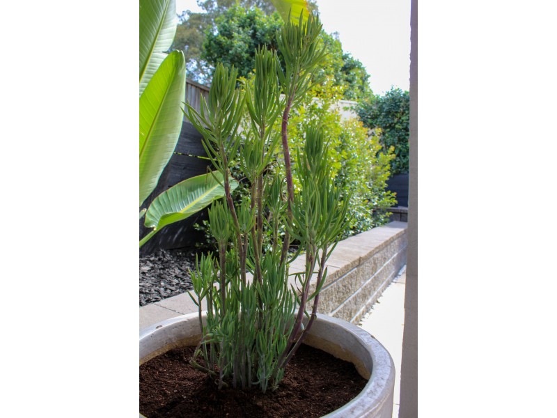 78 Berrico Avenue, Maryland NSW 2287