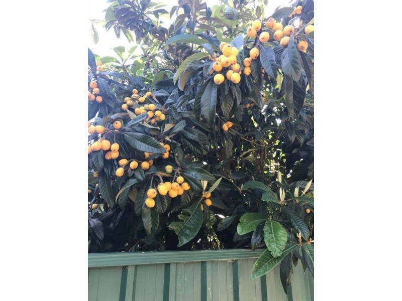 7 Mount Street, Bellevue WA 6056