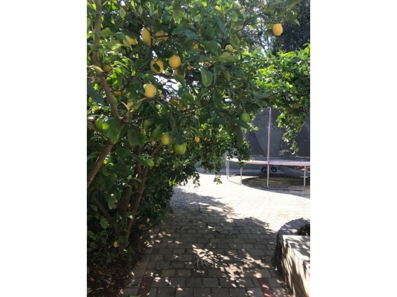 7 Mount Street, Bellevue WA 6056