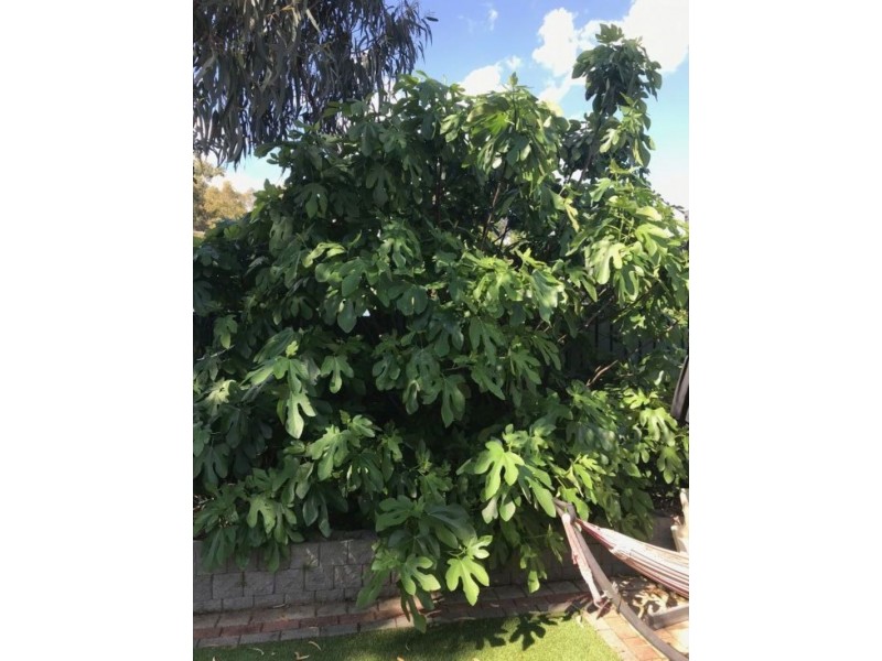 7 Mount Street, Bellevue WA 6056