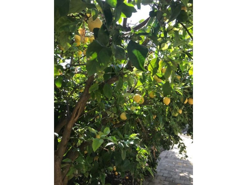 7 Mount Street, Bellevue WA 6056