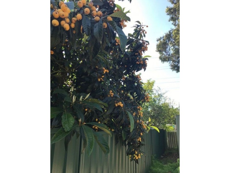 7 Mount Street, Bellevue WA 6056