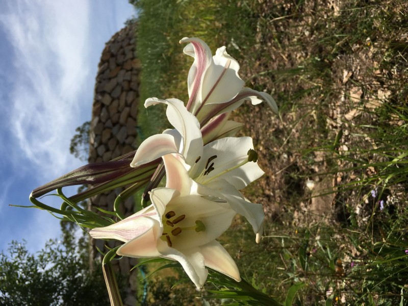 153 Dobson Road, Clear Mountain QLD 4500