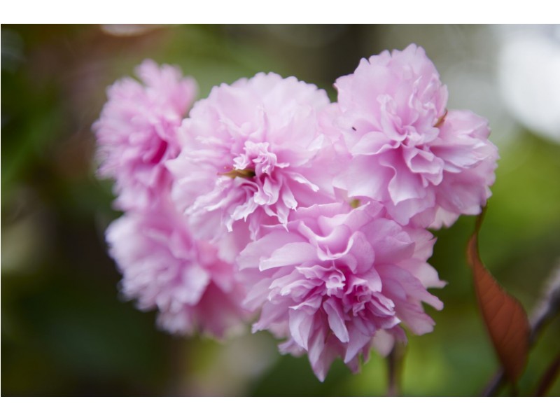 10 Middle Street, Gledhow WA 6330