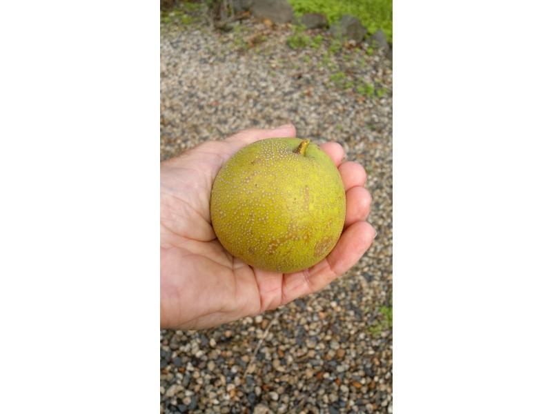 351 Kynoch Road, Ravensbourne QLD 4352