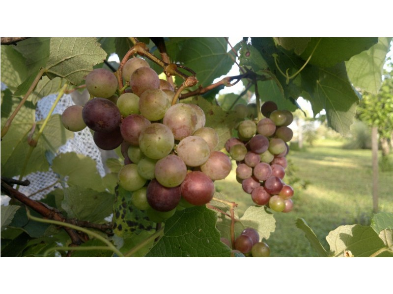 351 Kynoch Road, Ravensbourne QLD 4352